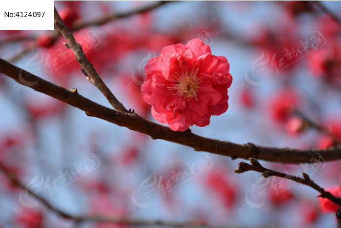 春天火紅的桃花