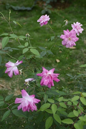 �����¼���