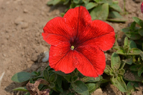 ���ɫǣţ��