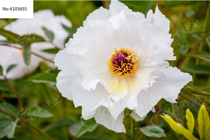 ���ŵİ�ĵ��ͼƬ