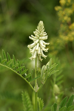 野生黄芪