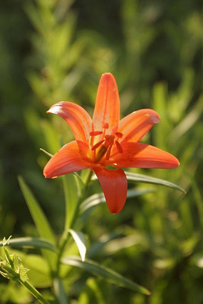 ���˰���Ұ�ٺ�