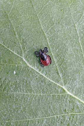 ����ӳ���