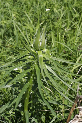 大興安嶺野生植物 百合