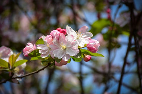 ��ɫ�ĺ���