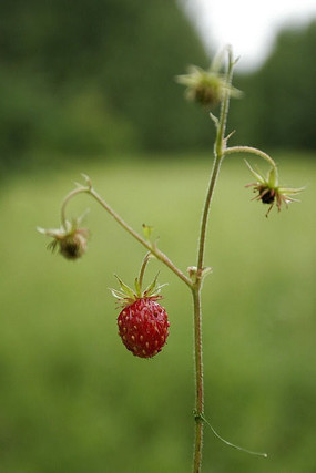 ����ֲ��