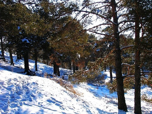 ��Ҷ�ɶ���