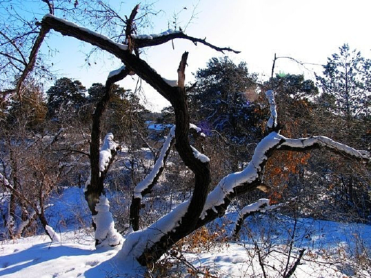 ��ɽ����ɭ�ֹ�԰