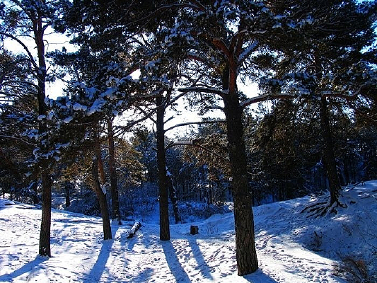 ������ɭ�ֹ�԰