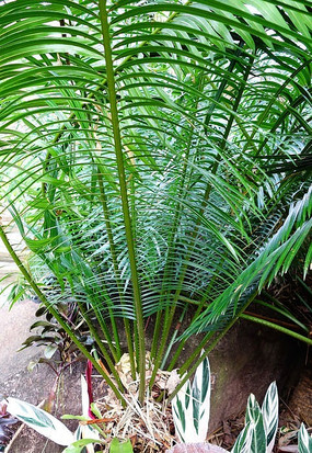 ������¡ֲ��԰