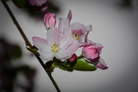 ���Ļ���