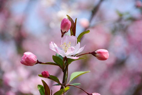 ���Ļ�����