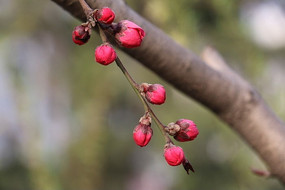 �����ı���