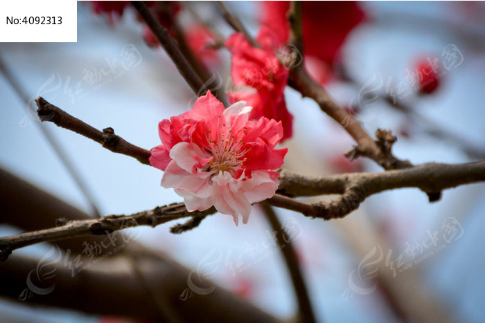 ���˫ɫ�һ�ͼƬ