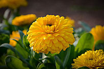 ��ɫ���վ�