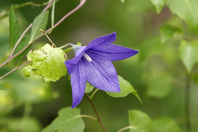 ��ɫ�Ľ۹���