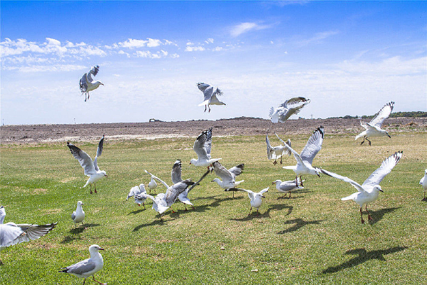 ��������ë