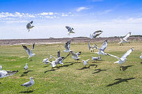 ��������ë