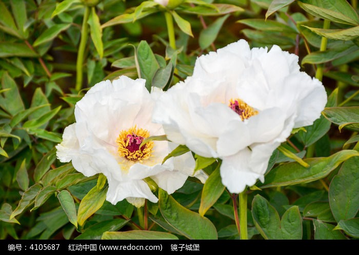 ����ĵ����ͼƬ