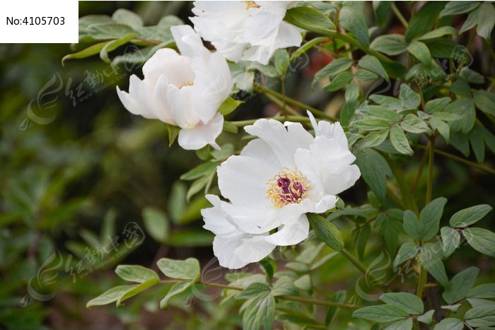 �����İ�ĵ��ͼƬ