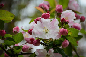 �����ĺ��Ļ�