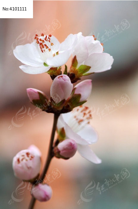 �������һ�ͼƬ