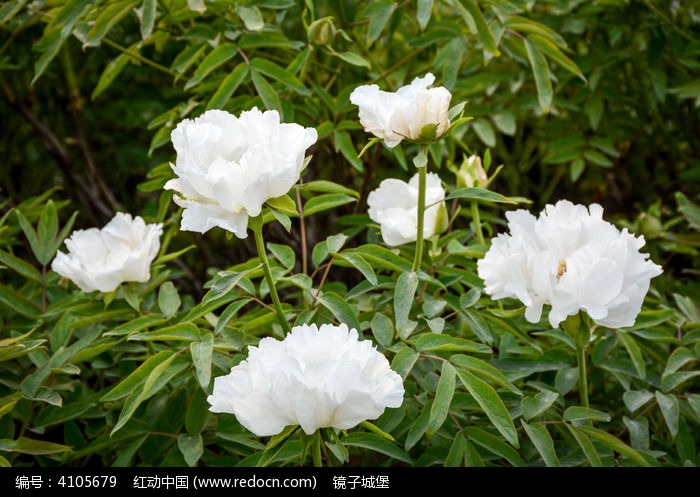 ĵ����ɽͼƬ