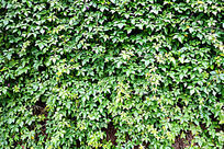 �ȴ�ֲ�����