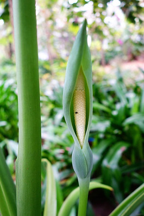 热带植物 滴水观音