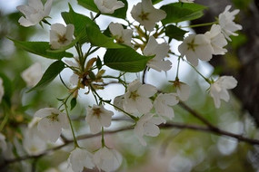 ӣ���׻���ɫ