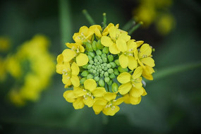 �����Ͳ˻�