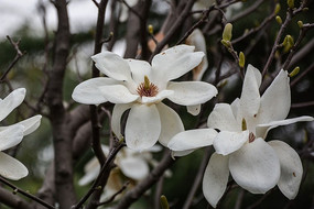 ʢ���İ�����