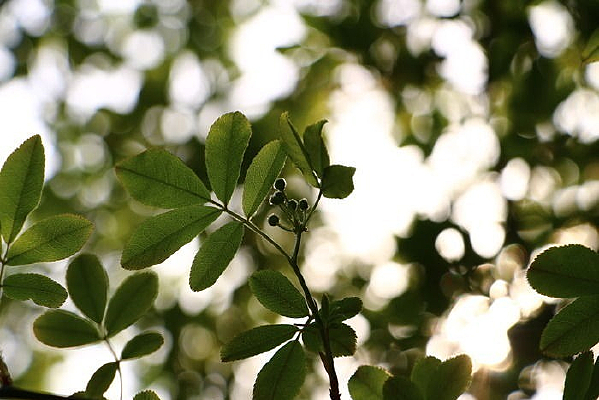 ϡ������