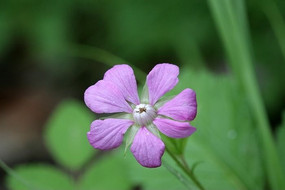 �������ٲ�