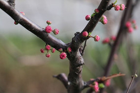 ��֦�ϵĻ��Ƕ�