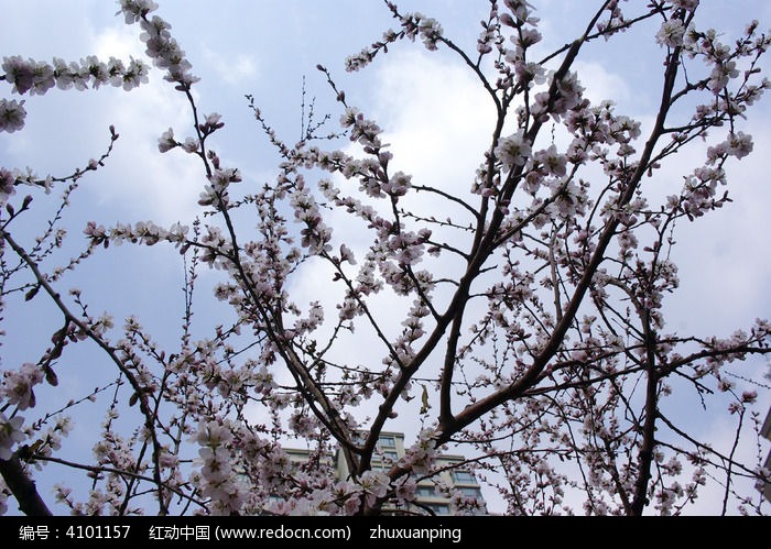 �һ�ʢ��ͼƬ