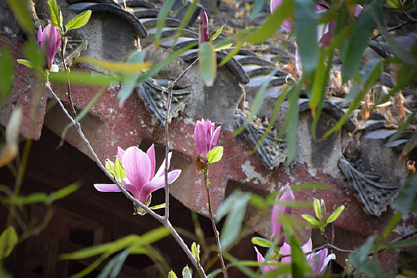 ��ɫ��������