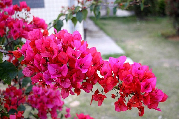 ���޵�����÷