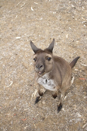 仰视着的一只袋鼠