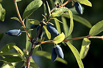 ������ֲ��Ұ��