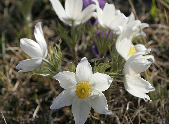 ��ԭҰ��ֲ���ͷ��