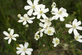 ������ëݢ��