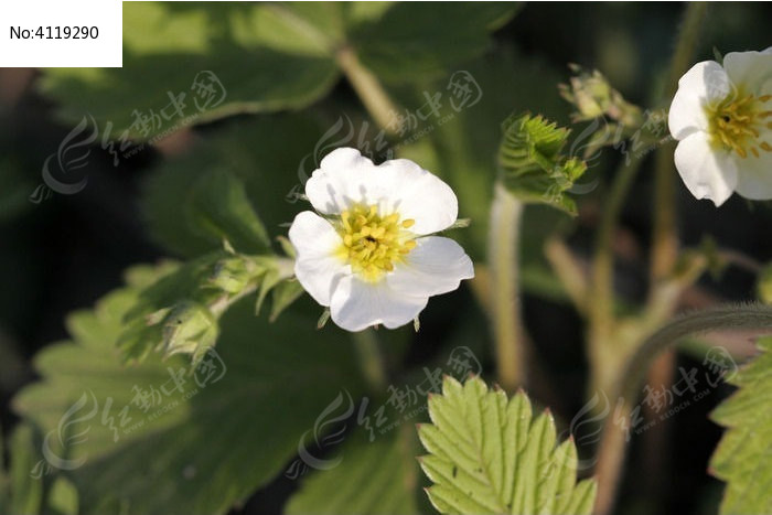 野生植物白花委陵菜