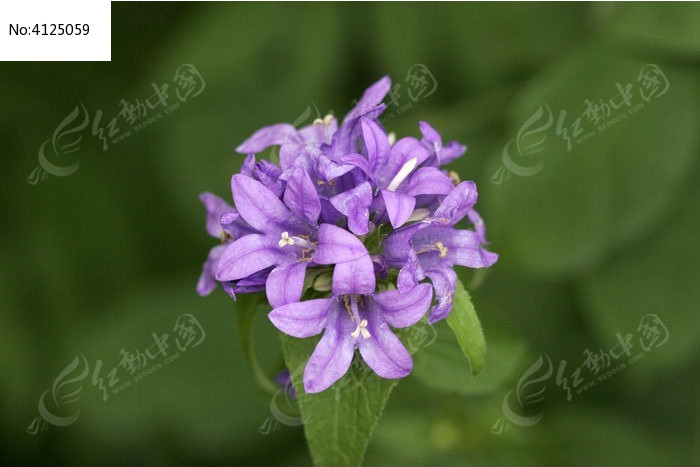 野生植物 聚花风铃草