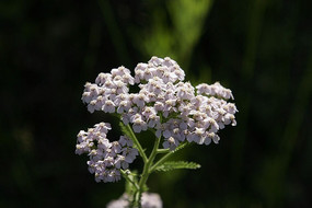 ɽ��Ұ����Ҷֲ��