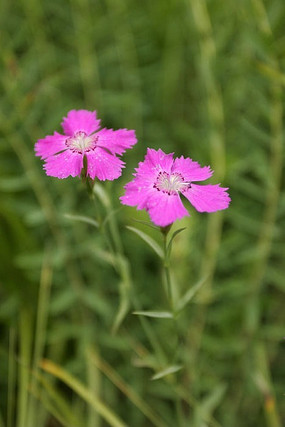 Ұ��ֲ��ʯ��