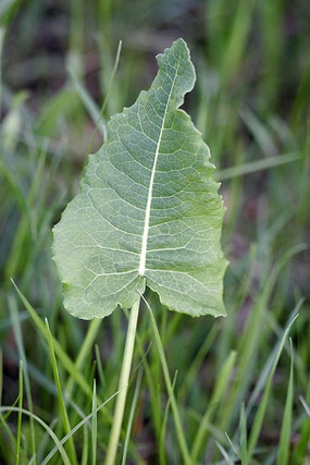 野生植物 皱叶酸模