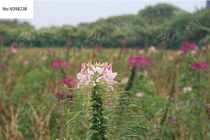 一簇花穗