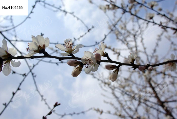 һ���һ�ͼƬ