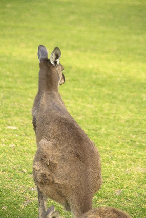 一只蓄势待发的可爱袋鼠